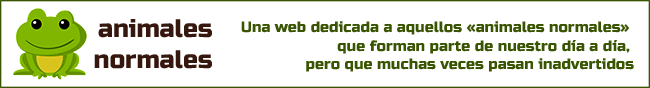 Animales Normales